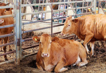 때이른 무더위에 소들도 ‘기진맥진’…”폭염도 재난”